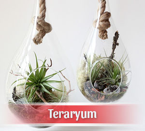 Teraryum