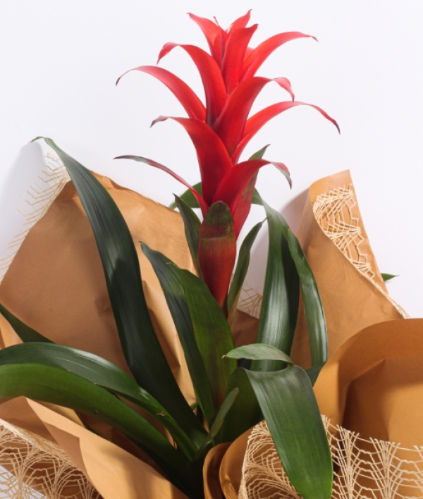 Guzmania Bitkisi