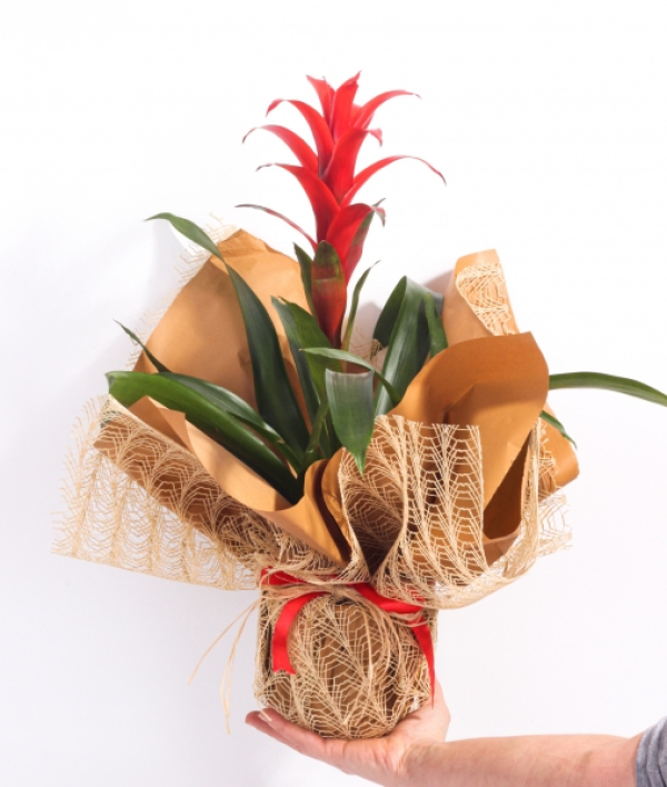 Guzmania Bitkisi