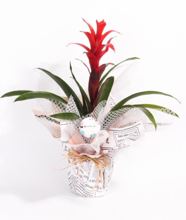 Guzmania Bitkisi