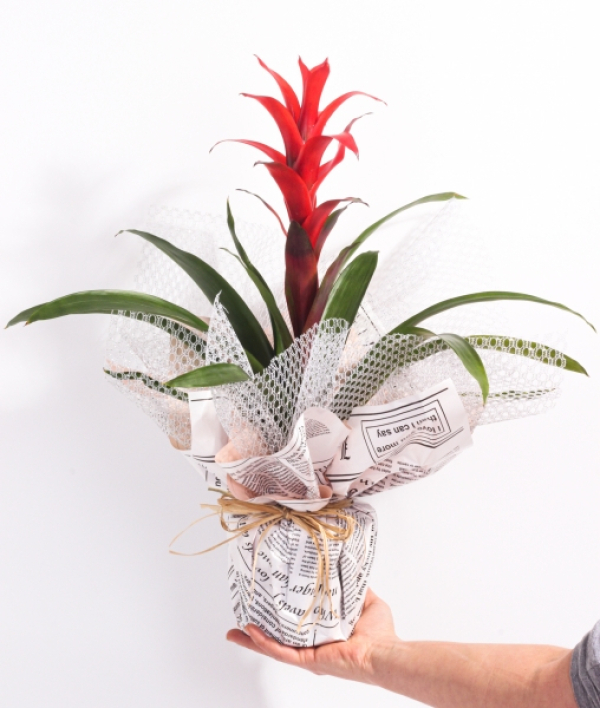 Guzmania Bitkisi