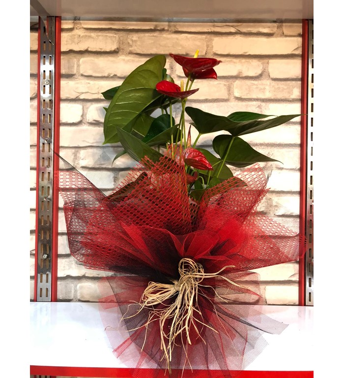 Kırmızı Antoryum (Anthurium )Saksı Çiçeği